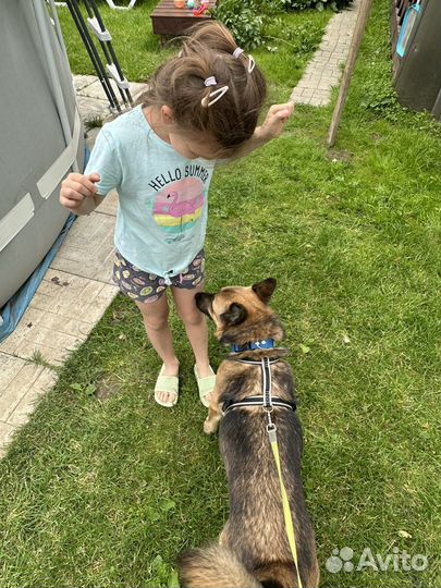 Собака улыбака в добрые руки