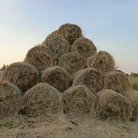 Продам сено в рулонах