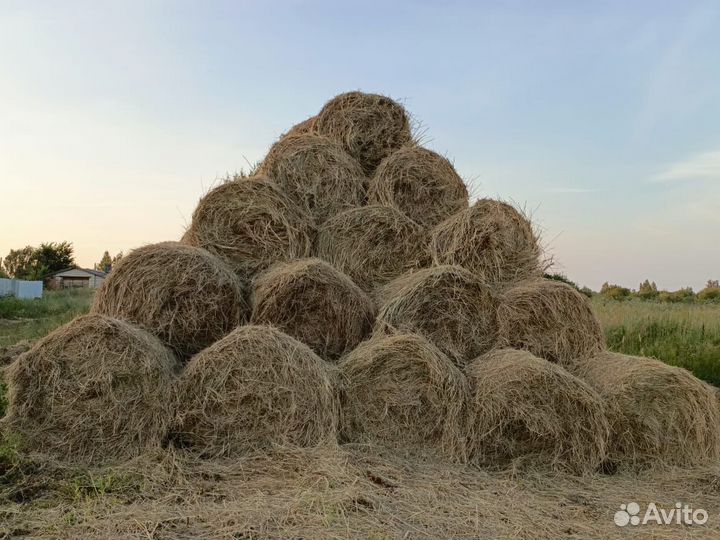 Продам сено в рулонах
