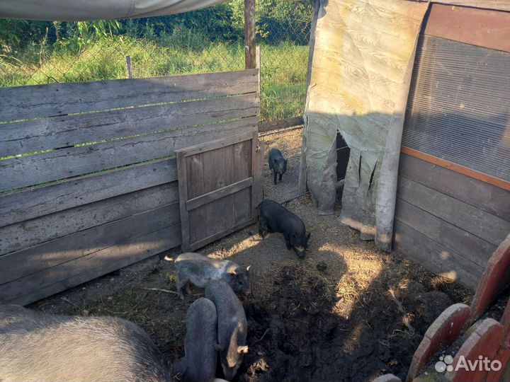 Вьетнамские вислобрюхие поросята