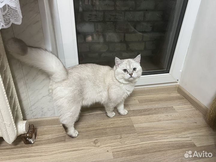 Вязка кота