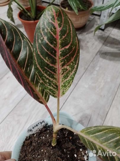 Аглаонема суматра