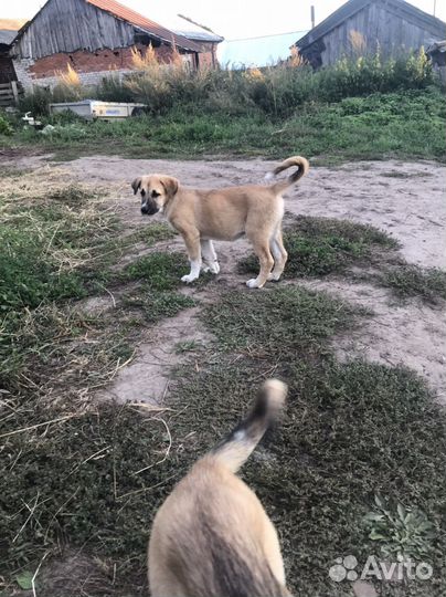 Собаки