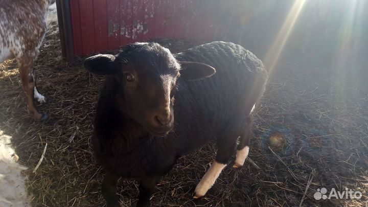 Овцы 2шт, нубийские козочки, нубийский козлик