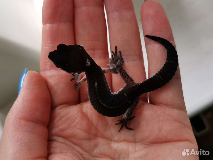 Эублефар Black night