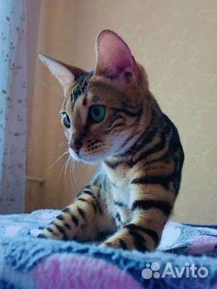 Бенгальская кошечка