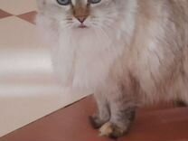 Красавица кошка с синими глазами