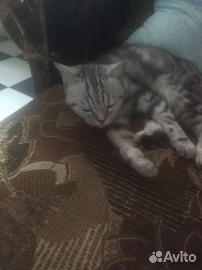 Кошка в дар