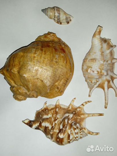 Ракушка в аквариум