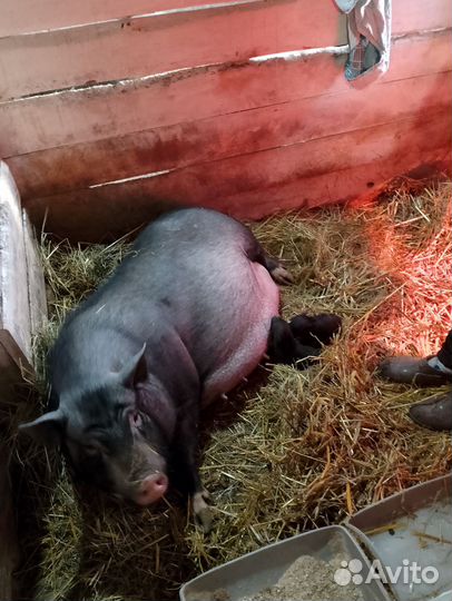 Вьетнамск вислобрюхий поросенок