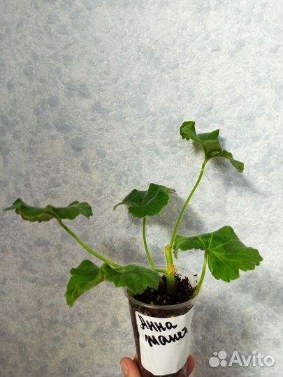 Пеларгония герань