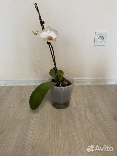 Apple blossom отцветает