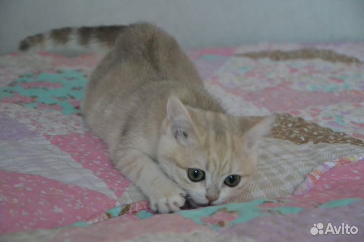 Зеленоглазый красавец