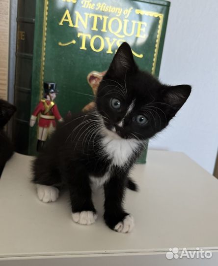 Красавчик котенок