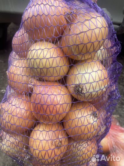 Лук крупный