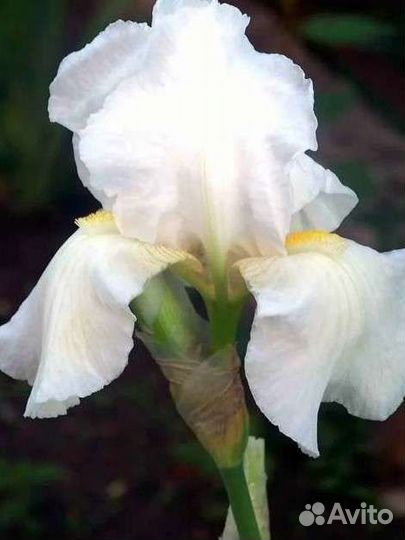 Ирис бородатый