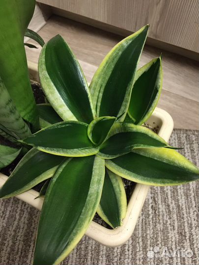 Сансевиерия ханни крео