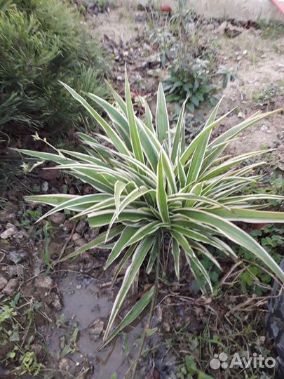 Хлорофитум