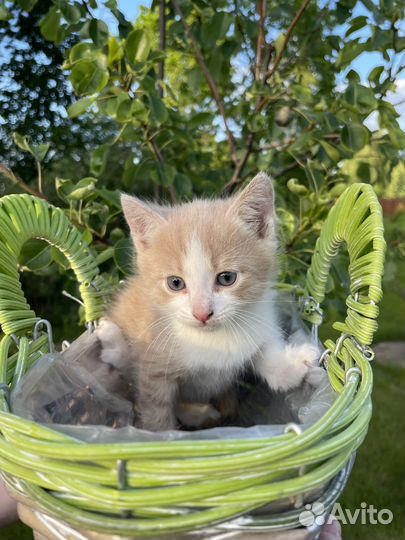 Котик в добрые руки