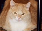 Ласковый рыжий кастрированный кот - видео