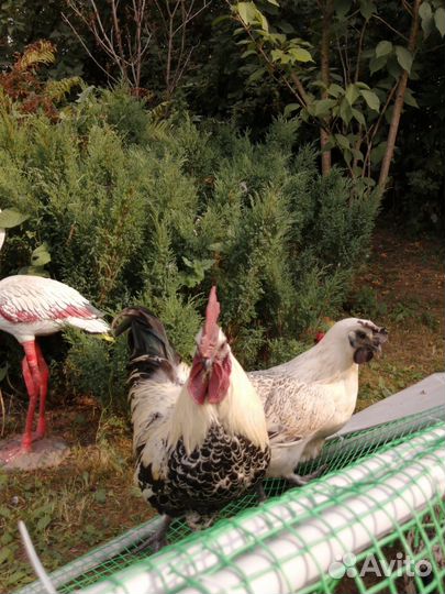 Лакеданзи цыплята, яйцо акция до 25.07