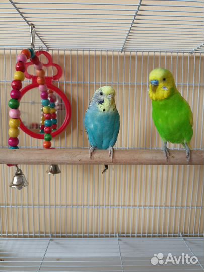 Волнистые попугаи