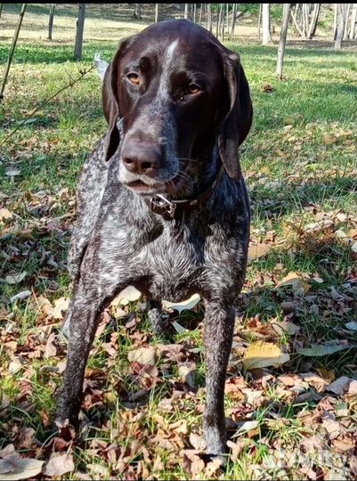 Курцхаар вязка