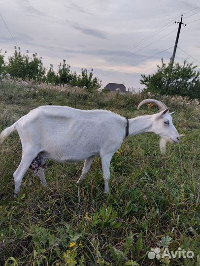 Зааненская дойная коза