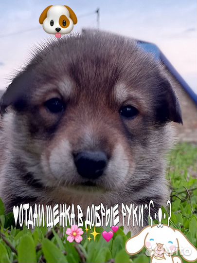 Собака в добрые руки отдам бесплатно