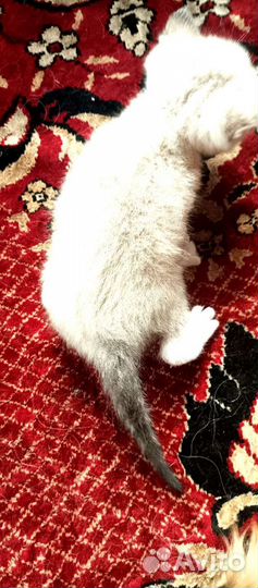 Вислоухие котята