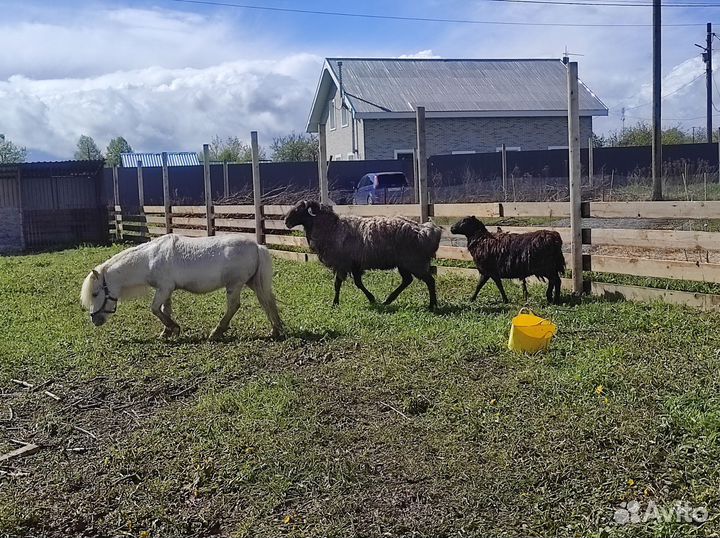 Баран и овцы