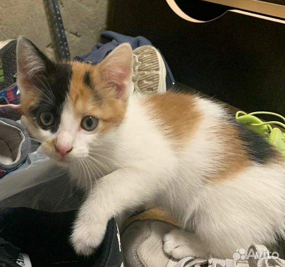 Трехцветный котенок в добрые руки