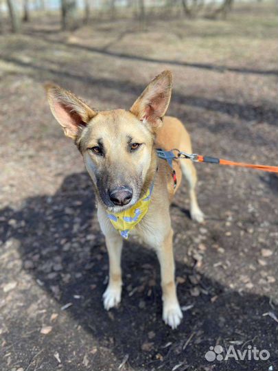 Умная и ласковая собака из приюта в дар