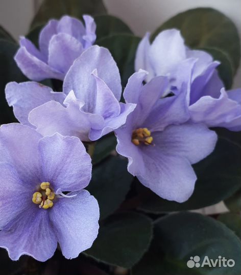 Фиалки сортовые