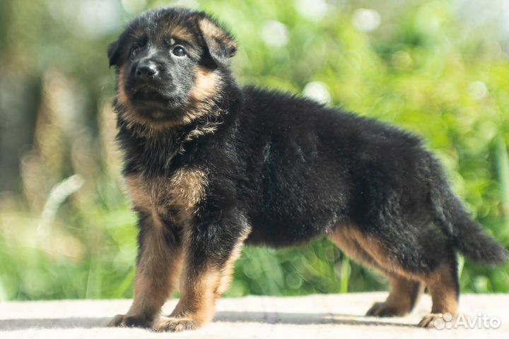 Щенок немецкой овчарки. Мальчик