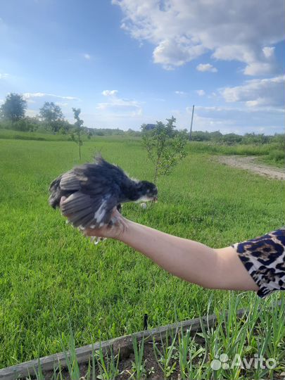 Куры цыплята доминанты