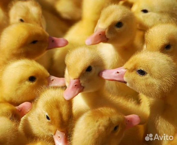 Цыплята,утята,оптом,муларды,гусята,индюшата