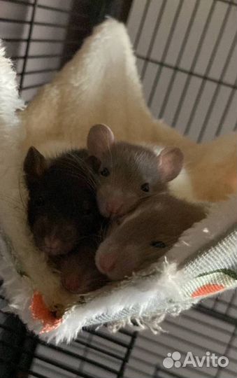 Крысята