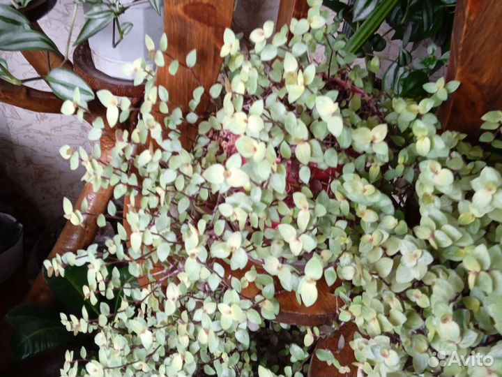 Коллизия жёлтая большие кустики