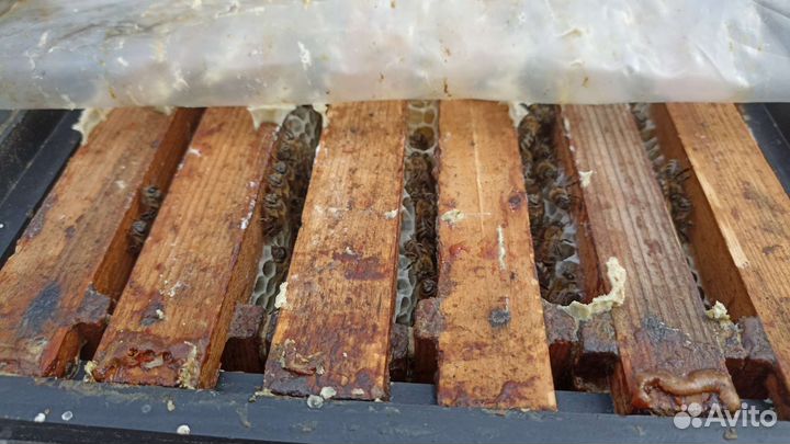 Продам пчелопакет