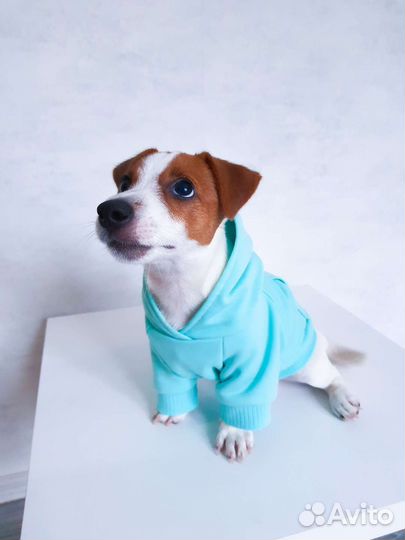 Одежда для собак ручной работы