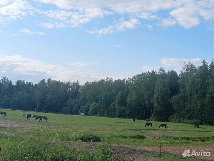 Конский навоз