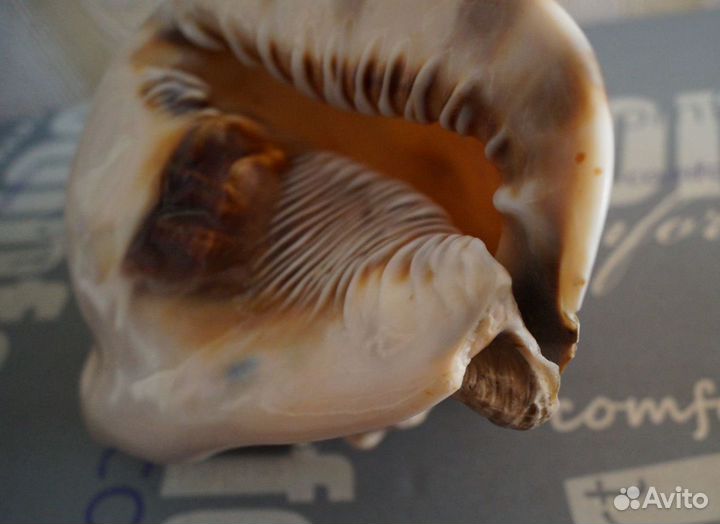 Зубатка морская ракушка раковина