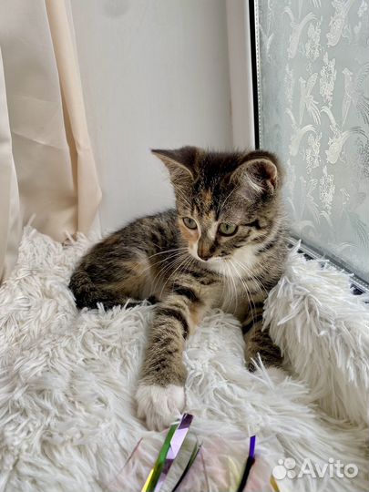 Котенок в дар. Трехцветная девочка