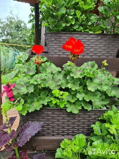 Пеларгония