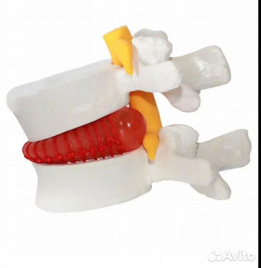 Анотамическая модель позвоночника. Новая