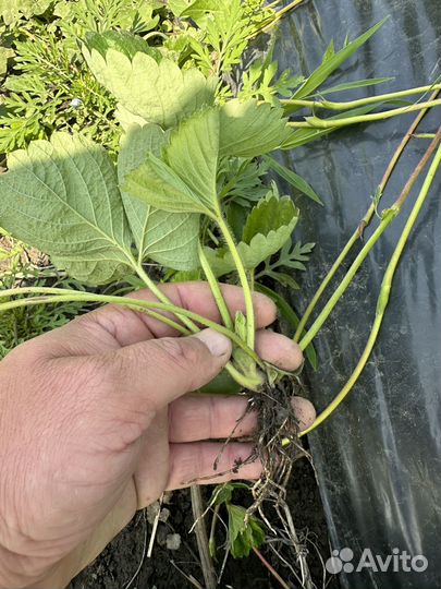 Рассада клубники азия +