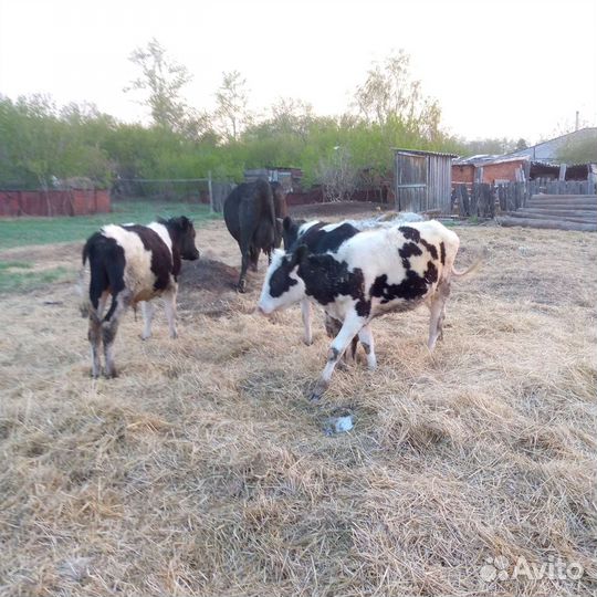 Продам 2 бычка и телочка