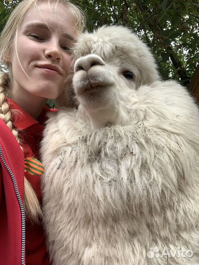 Ветеринарный врач на дом