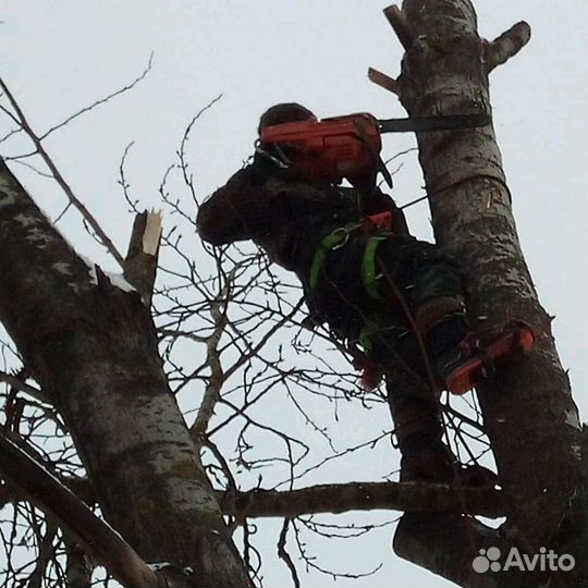 Спил деревьев